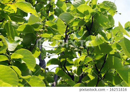 玉鈴花 玉鈴花 16251816