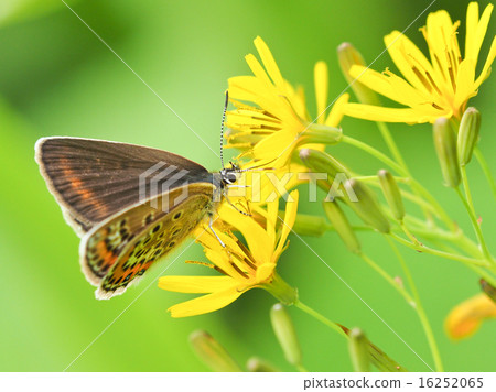 女性女性 16252065