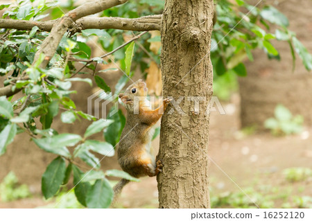 松鼠 16252120