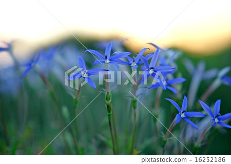 Isotma晚上風景 16252186