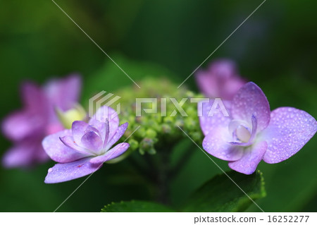 繡球花067 繡球花067 16252277