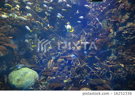 多彩多姿的魚 16252336