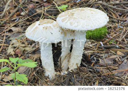 Fukurozurutake 16252376