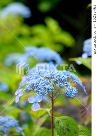 初夏的繡球花，普通形象的“Ezo繡球花” 16252462