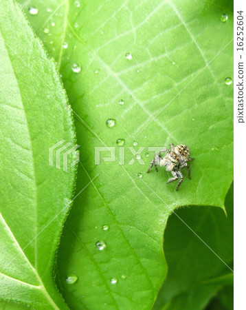 Jumping spider Jumping spider 16252604
