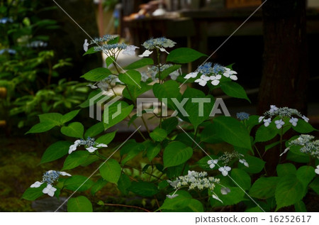 Gaku hydrangea Gaku hydrangea 16252617