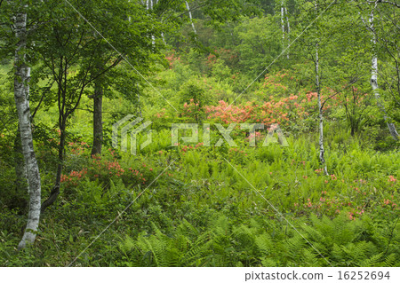 Shiga Kogen 16252694