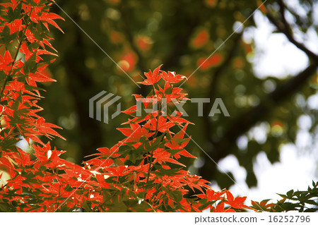 Autumn leaves 16252796