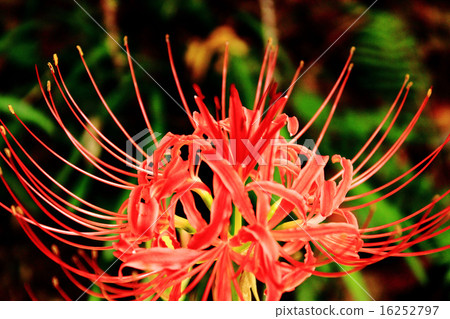 Cluster amaryllis 16252797