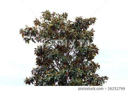 Taisanboku (Taishan tree, Oyamagi) 16252799