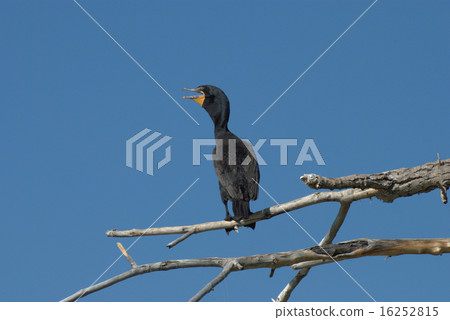 Double crested cormorant perched on tree 16252815