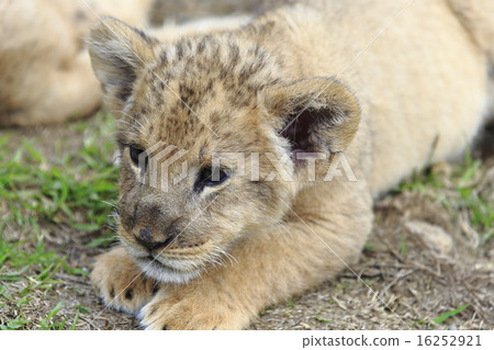 Lion's baby 16252921
