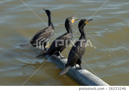 Three Double-crested cormorants perched on tree 16253246