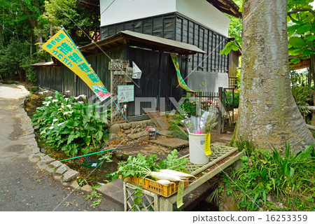 Kokubunji walk: The path of hawk 16253359