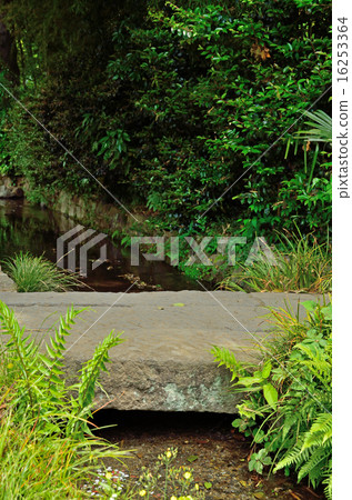 Kokubunji walk: The pond spring and spring water group of the true hawk noodle 16253364