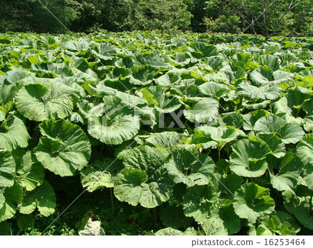 Lawan Bouki Field 1 Lawan Bouki Field 1 16253464