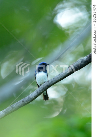 Oorli Oorli 16253474