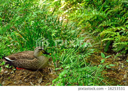 Kokubunji walk: Kokubunji Cliff line spring spring and kalgamo 16253531