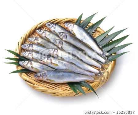 許多阿玉在鯖魚中供應 16253837