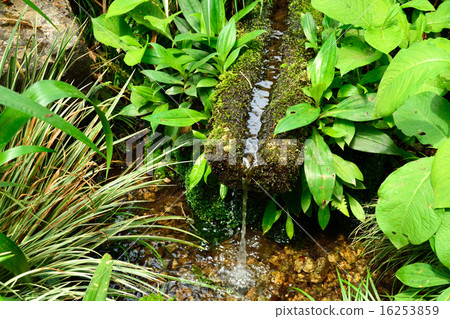 國分寺步行：武藏國分寺春天的春天 16253859