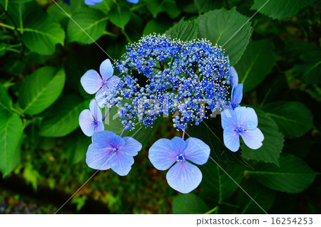 Takahata Fudo Tadashi Hydrangea Takahata Fudo Tadashi Hydrangea 16254253