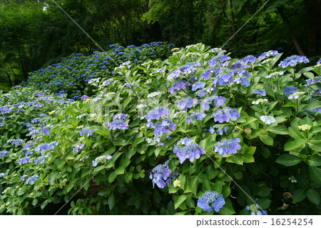 Takahata Fudo Tadashi Hydrangea 16254254