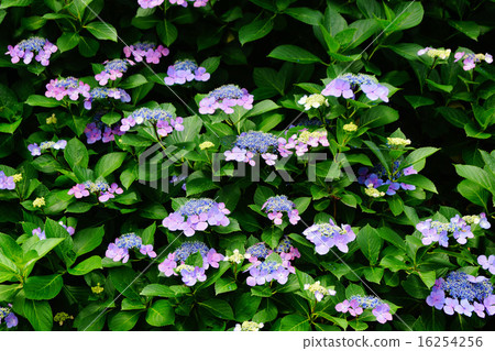 Takahata Fudo Tadashi Hydrangea 16254256