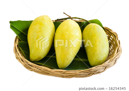 Three big mango fruit on basket, isolated on white 16254345