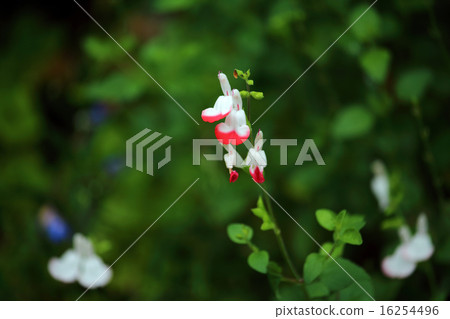 櫻桃鼠尾草（草本植物） 16254496