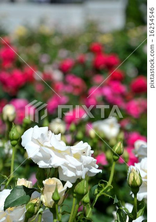 Scenery of rose garden Scenery of rose garden 16254546