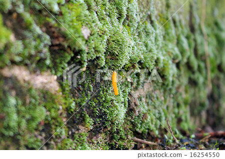 Chairo Haori Chairo Haori 16254550