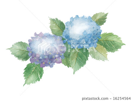 繡球花繡球花 16254564