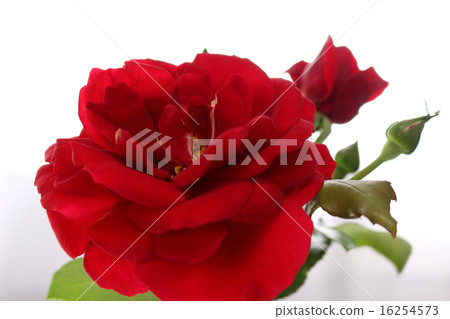 Cut flowers of crimson roses Cut flowers of crimson roses 16254573