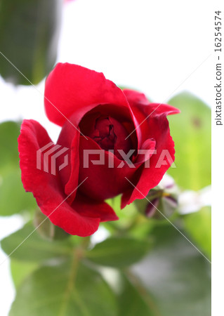 深紅玫瑰 16254574