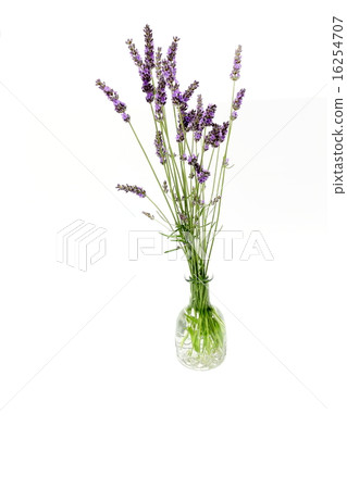 Lavangin切花薰衣草 Lavangin切花薰衣草 16254707