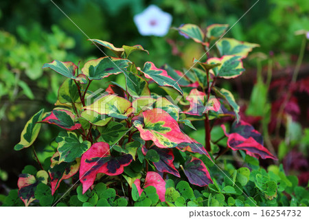 Dokudami (rice grass) 16254732