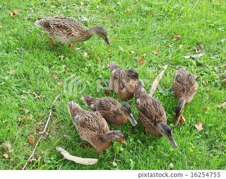 Duck bird 16254755