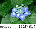  hydrangea 16254915
