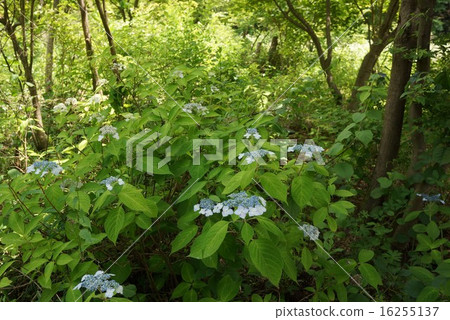 山繡球花 16255137
