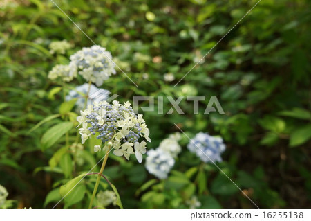 山繡球花 16255138