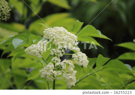 Elder fy lower Elder fy lower 16255223