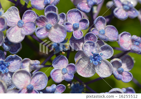 Uzuyasai (eddy hydrangea) 16255512