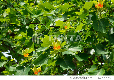 Tree: Yurinoki Magnoliaceae 16255669