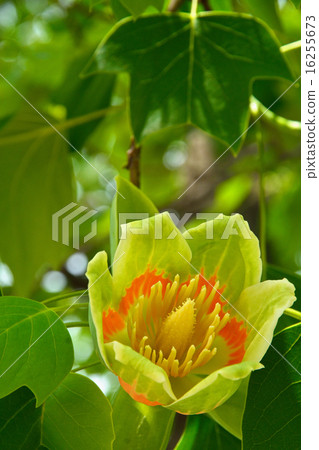 樹：Yurinoki Magnoliaceae 16255673