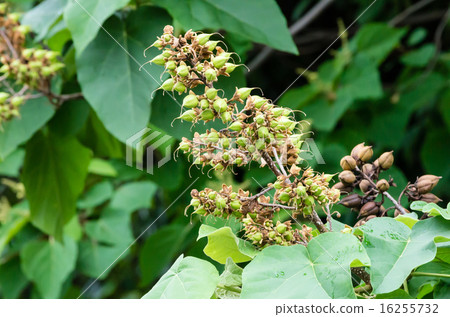 Tung nuts Tung nuts 16255732