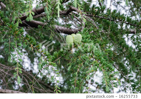 Himalayasigi with pine cones Himalayasigi with pine cones 16255733