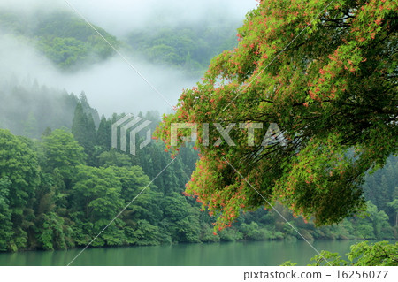 Hanasaki Momiji Irohamomigi 16256077