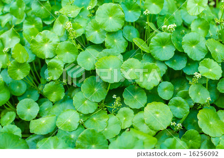 asiatic Pennywort green plant 16256092