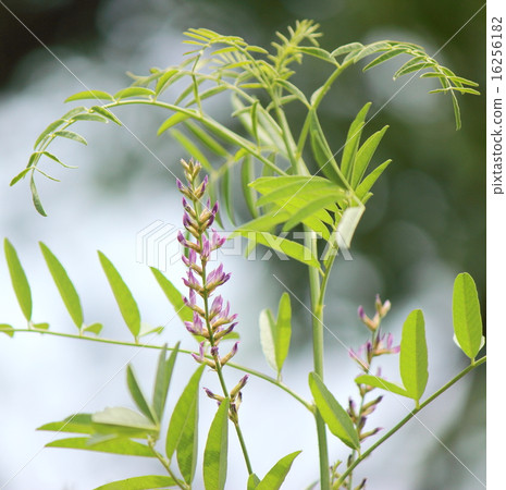 甘草草藥甘草 16256182