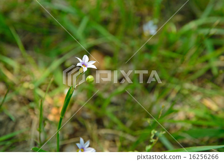 植物：Iwamizu家族 16256266